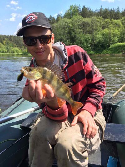 Eurasian perch