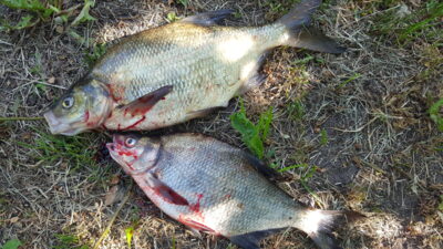 Carp bream ×2