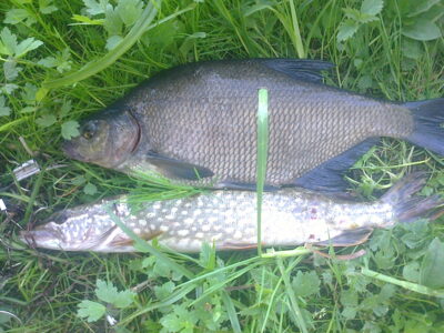 Northern Pike ×9 — Žeimenys