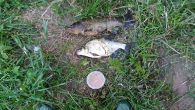 Tench