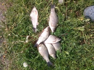 Prussian carp ×7 — Buivydiškių