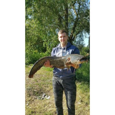 Wels catfish, 8.8 kg