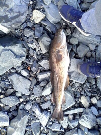 Atlantic cod