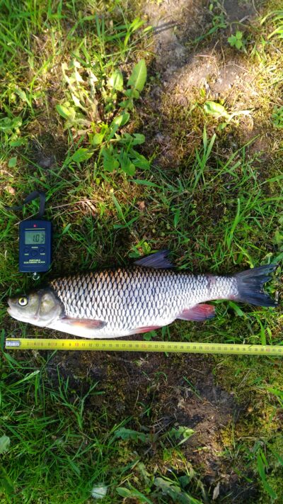 chub, 1.0 kg
