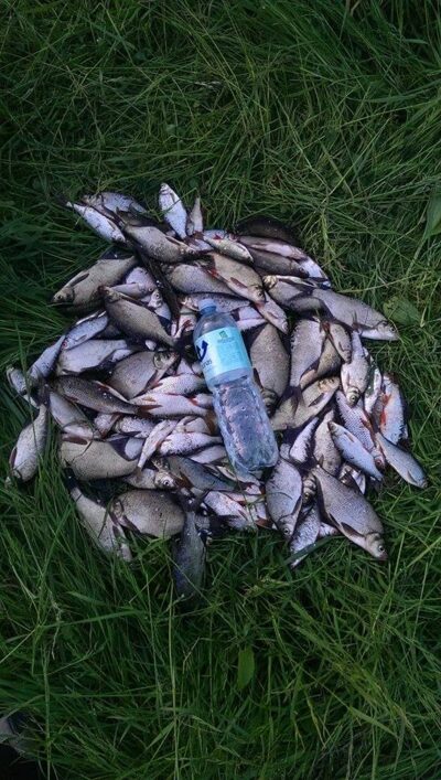Carp bream, 9.0 kg — Baisogalos I-asis