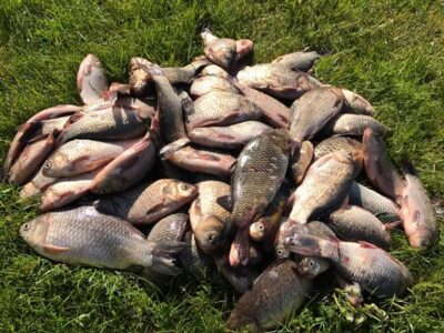 Crucian carp ×43