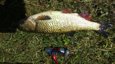 chub, 1.8 kg — Minija