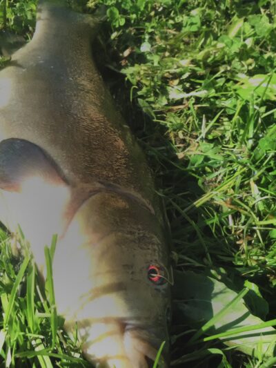 Tench