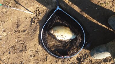 Carp bream