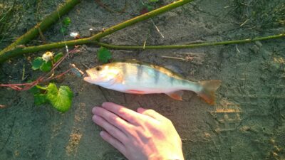 Eurasian perch