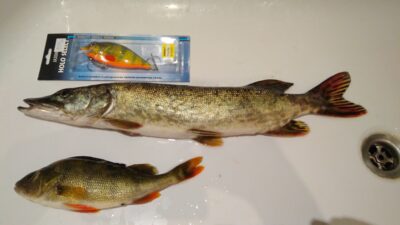 Northern Pike