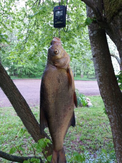 Carp bream, 2.2 kg — Luodis