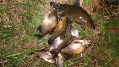 Tench