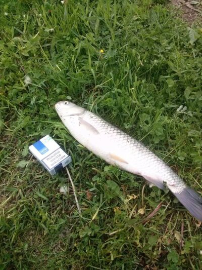 Grass carp — Buivydiškių