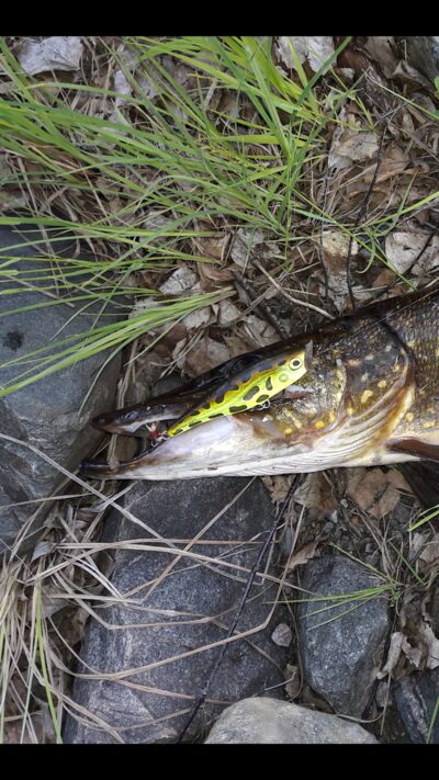 Northern Pike