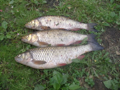 chub, 1.3 kg — Šušvė