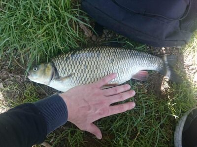 chub, 1.2 kg