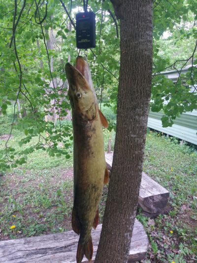 Northern Pike, 1.8 kg — Luodis