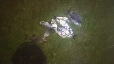 Carp bream ×11 — Pagojės