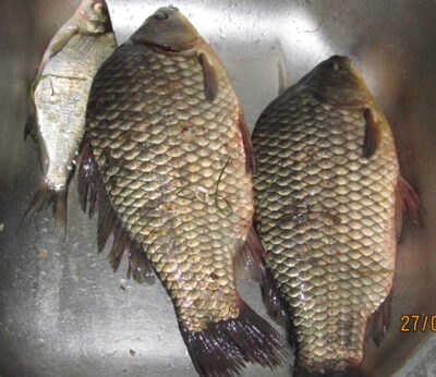 Prussian carp ×2