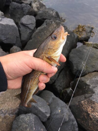 Atlantic cod ×6