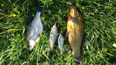 Tench — Širvintų