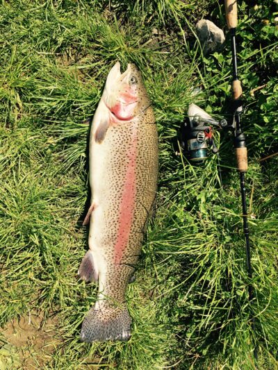 Ocean Trout, 3.9 kg