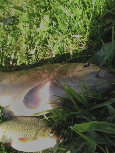 Tench