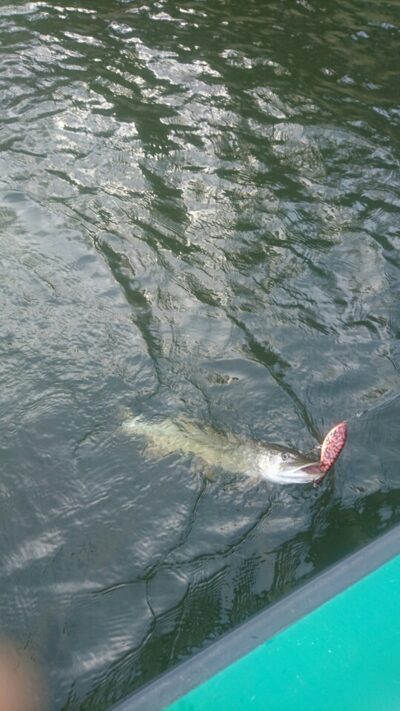Northern Pike, 1.0 kg