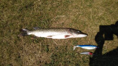 Northern Pike, 2.2 kg — Aukštadvario HE
