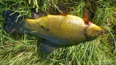 Tench, 2.1 kg