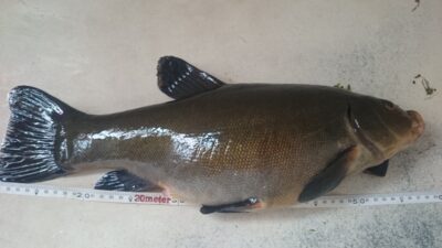 Tench, 1.7 kg — Dovinė