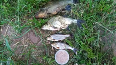 Carp bream