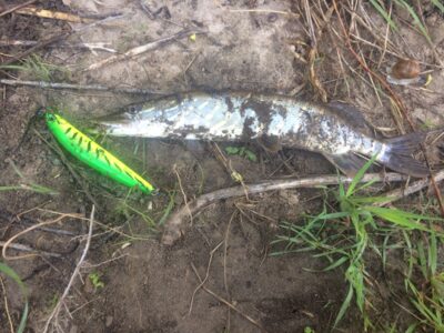 Northern Pike — Neris River