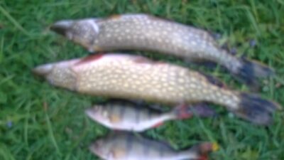 Northern Pike, 0.9 kg