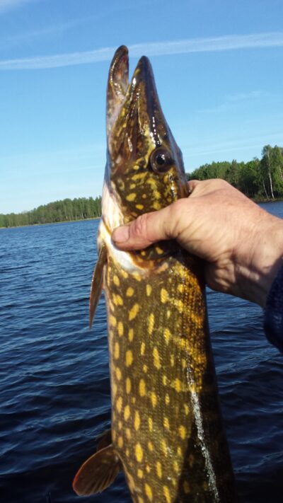 Northern Pike ×3 — Kiaunas