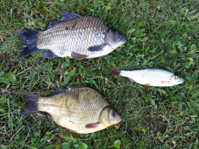 Prussian carp ×2