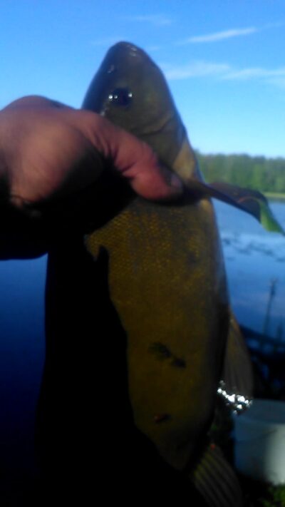 Tench