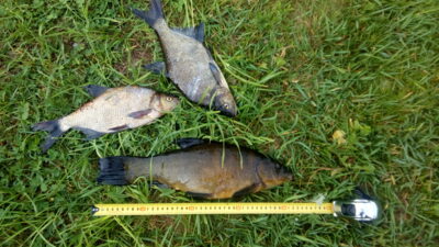 Tench, 1.2 kg