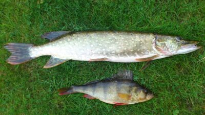 Northern Pike, 1.5 kg — Šventoji