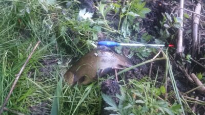 Tench, 0.3 kg — Pienionių