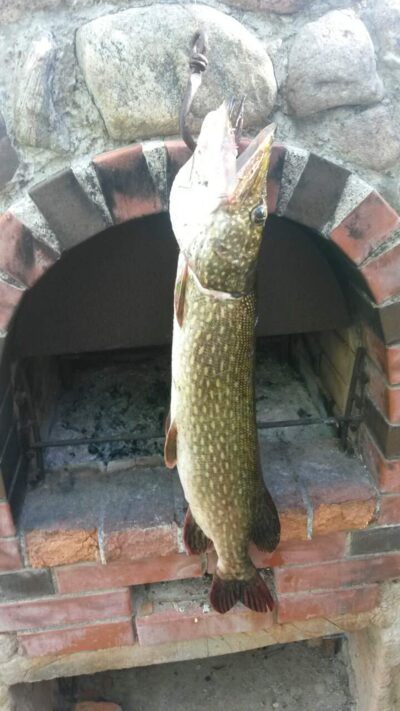 Northern Pike, 4.0 kg — Lamėstas