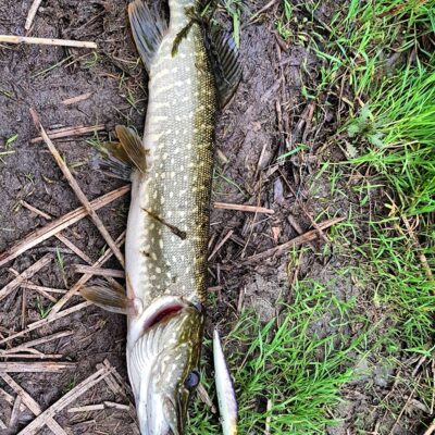 Northern Pike