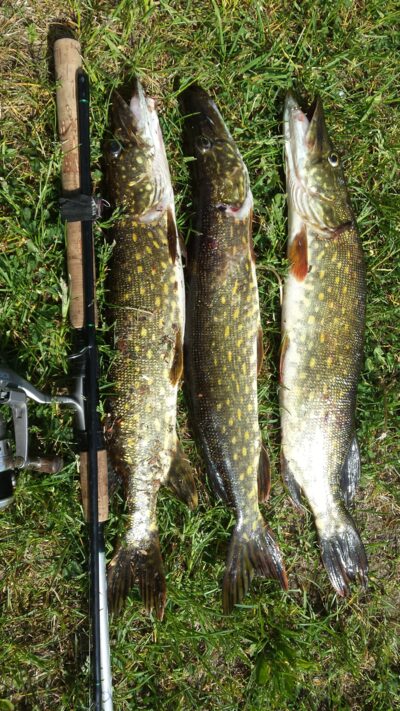 Northern Pike ×3 — Kiaunas