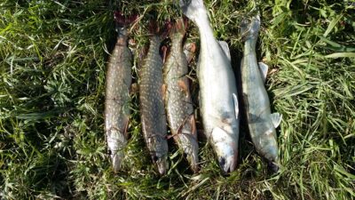 Pike perch ×5 — Neman River