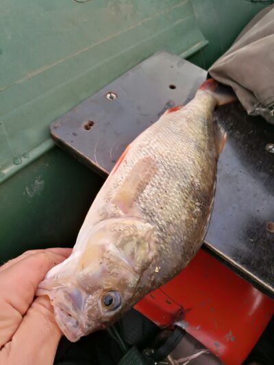 Eurasian perch — Kuršių