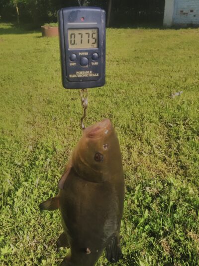 Tench