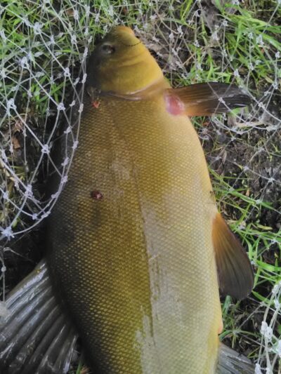 Tench