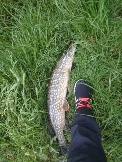 Northern Pike, 2.8 kg