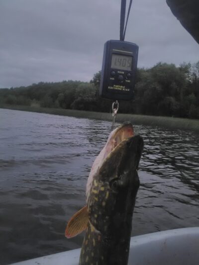 Northern Pike